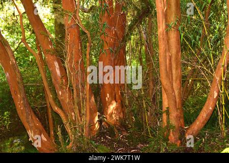 Arrayan chileno (Luma apiculata) is an evergreen tree native to temperate forests to Argentina and Chile. Trunks detail. This photo was taken in Vicen Stock Photo