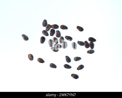 Watermelon fruit seeds isolated on white background Stock Photo