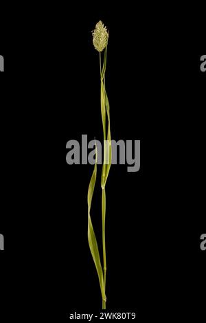Canary Grass (Phalaris canariensis). Habit Stock Photo