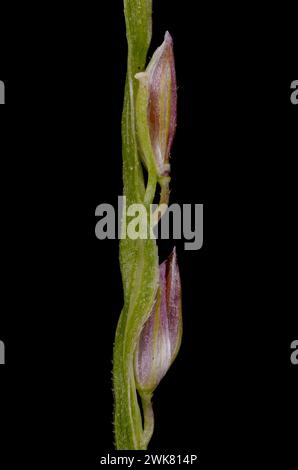 Smooth Finger Grass (Digitaria ischaemum). Spikelets Closeup Stock Photo