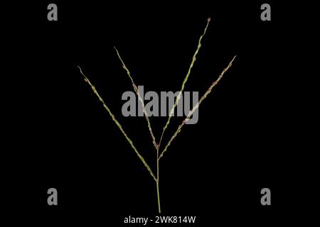 Smooth Finger Grass (Digitaria ischaemum). Inflorescence Closeup Stock Photo