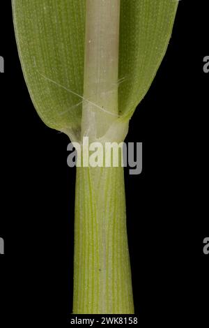 Smooth Finger Grass (Digitaria ischaemum). Culm and Leaf Sheath Closeup Stock Photo