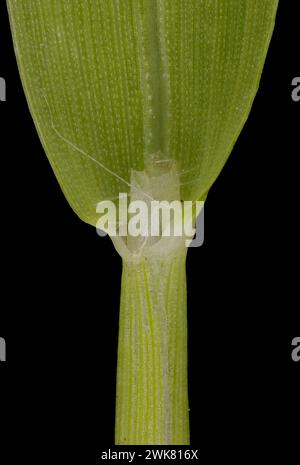 Smooth Finger Grass (Digitaria ischaemum). Ligule and Leaf Sheath Closeup Stock Photo