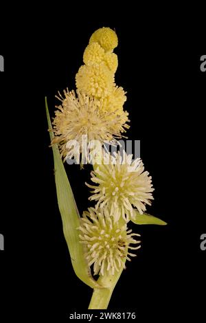 Unbranched Bur-Reed (Sparganium emersum). Inflorescence Closeup Stock Photo