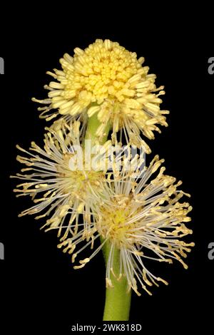 Unbranched Bur-Reed (Sparganium emersum). Flowering Staminate Heads Closeup Stock Photo