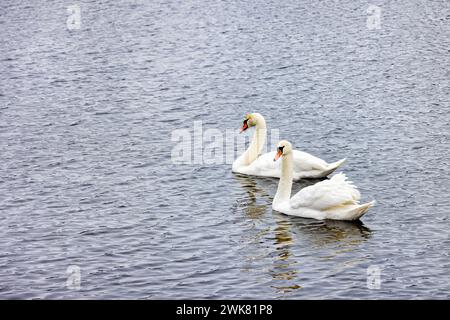 A pair of beautiful and graceful white swans calmly swims against the backdrop of water ripples on the river surface. Stock Photo