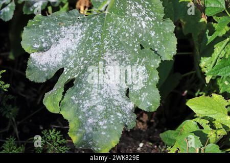 Cucurbit powdery mildew on zucchini is a fungal disease of zucchini, the culprits of which are fungal pathogens: Erysiphe cichoracearum and Sphaerothe Stock Photo