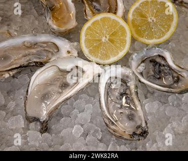 Half dozens fresh oysters on the half shell, with ice and lemons Stock Photo