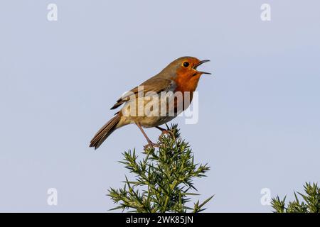 Robin redbreast, Erithacus rubecula, singing from the top of a Gorse bush during springtime, Sussex, UK Stock Photo