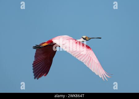 a Roseate Spoonbill flies to a nesting area Stock Photo - Alamy