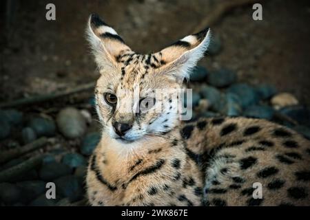 a serval stands watching its prey Stock Photo