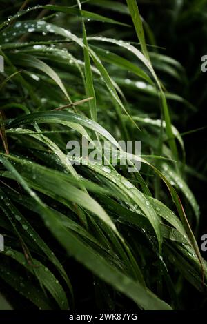 Raindrops on Long Grass, Iceland Stock Photo