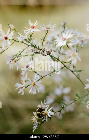 engagement ring on little white wild flowers with  bumble bee Stock Photo