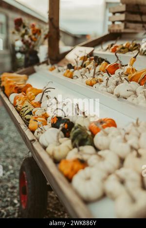 Small assorted pumpkins for sale at a stand in Loyal, Wisconsin Stock Photo