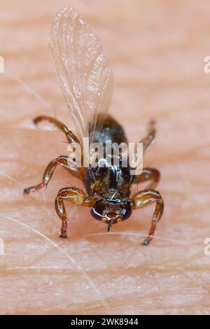 A macro close-up of parasite Deer fly, Lipoptena cervi, on a hairy sking. It is sometimes called the flying tick. Stock Photo