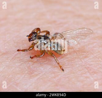 A macro close-up of parasite Deer fly, Lipoptena cervi, on a hairy sking. It is sometimes called the flying tick. Stock Photo