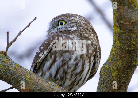 closeup of little owl on a branch (Athene noctua) Stock Photo