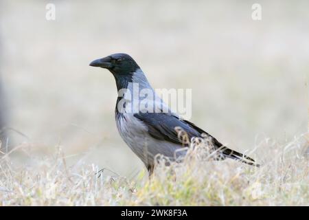 hooded crow standing on faded meadow in early spring (Corvus cornix) Stock Photo