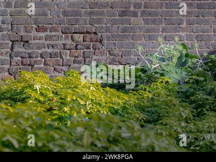 Fatsia japonica (Paper plant) or Japanese Aralia 'Spider's Web' full blossom with Brick wall background. Spherical umbels of tiny white flowers and la Stock Photo