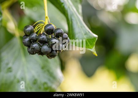 Close up of ripe common ivy - hedera helix - berries Stock Photo