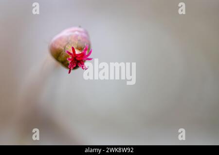 common hazel - Corylus avellana - female flowers close up Stock Photo