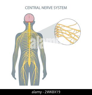 Structure of the central nervous system Stock Photo