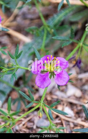Fagonia cretica, Virgin's Mantle Flower Stock Photo