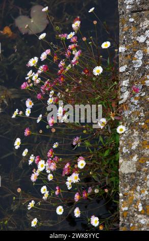 Closeup of the daisy-like white and pink flowers of the low growing hardy perennial garden plant Erigeron karvinskianus. Stock Photo