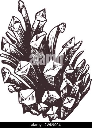 Pine cone is brown. Graphic botanical illustration hand drawn in brown ink. Isolated object Stock Vector