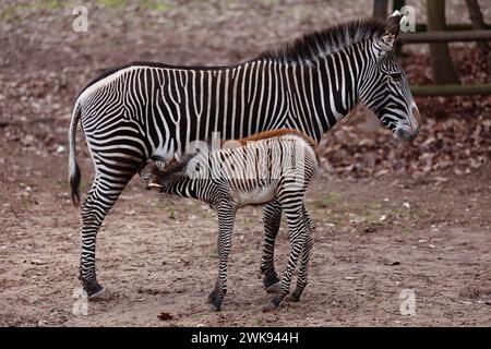 Nuremberg, Germany. 19th Feb, 2024. Offspring among the Grevy's zebras (Equus grevyi) at Nuremberg Zoo. Zebra mare Linda gave birth to a zebra baby named Lumi on January 24, 2024. Credit: Daniel Löb/dpa/Alamy Live News Stock Photo