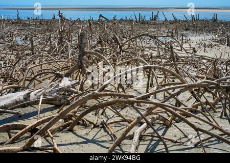 Brazil State Ceara, a field of dead mangrove trees with air roots in the sand dunes. Stock Photo