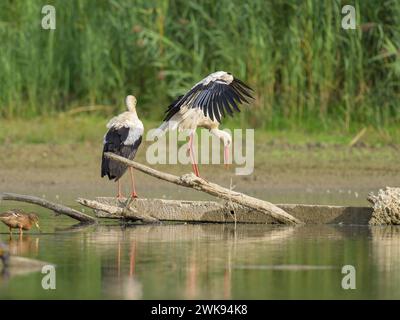 Two White Storks standing on a piece of wood, sunny day in autumn in Lower Austria Fischamend Austria Stock Photo