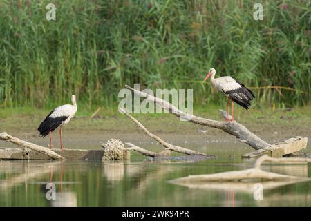 Two White Storks standing on a piece of wood, sunny day in autumn in Lower Austria Fischamend Austria Stock Photo