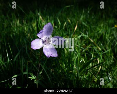 Purple anemone flower on a green meadow in spring Stock Photo
