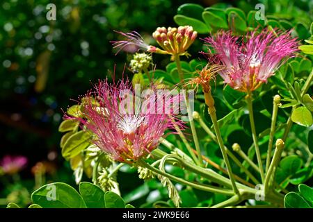 Persian silk tree or pink silk tree flowers (Albizia julibrissin) Stock Photo