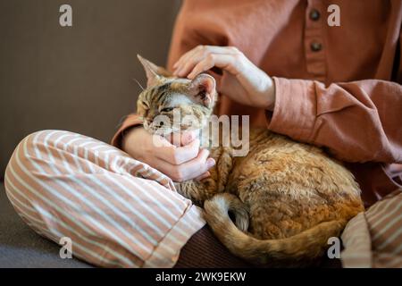Purring sleepy cat lying on caring pet owner laps of pleasure of stroking. Domestic animal therapy. Stock Photo