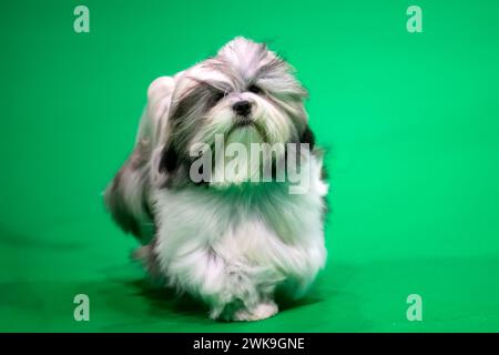Long haired Lhasa Apso puppy dog ata dog show walking on green carpet Stock Photo