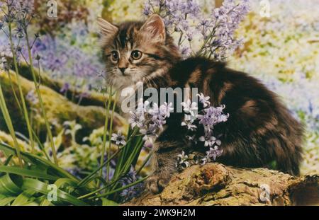 Brown Tabby Kitten in Bluebells Stock Photo