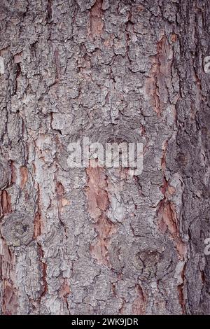 Detailed cracked bark texture on a mature tree trunk. Forest carbon ...