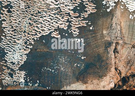 Texture of the mouldering and cracked surface of old wood. Weathered wood . Fungus and mold destroy old wood. Wood . A close-up of rotten wood. Stock Photo