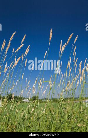 Tall Agropyron - Wild Grass plants and agricultural field in summer. Stock Photo