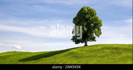 A Single Deciduous Tree on a Grassy Hill in Summer Stock Photo