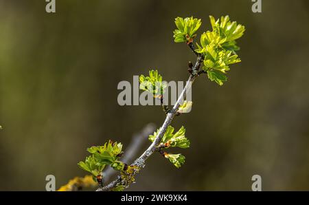 An einem Baum kommen durch die Knospen die ersten Blätter zum vorschein. (Wil ZH, Schweiz, 09.04.2023) Stock Photo