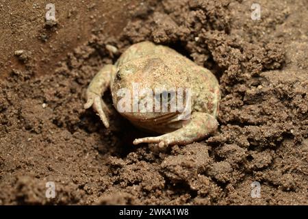 The picture shows a frog that hibernates in winter and for this it burrows into the ground. Stock Photo