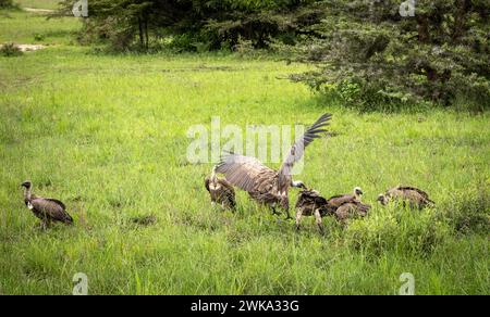 White-backed vultures (Gyps africanus) squabble over food in Nyerere National Park (Selous Game Reserve) in southern Tanzania. Stock Photo