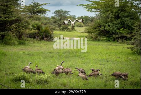 A palm nut vulture lands with white-backed vultures to eat in Nyerere National Park (Selous Game Reserve) in southern Tanzania. Stock Photo