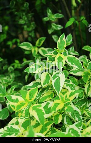 Vibrant Bicolor Green Leaves of Caricature Plant or Graptophyllum Pictum Stock Photo