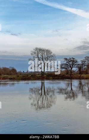 A lone tree  on a riverbank silhouetted and reflected in the surface of a river against a winter sky, Shepperton Surrey England UK Stock Photo