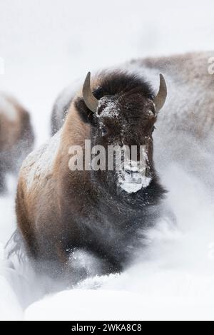 American Bisons ( Bison bison ) in winter, storming, running, breaking through fresh deep powder snow, frontal shot, Yellowstone NP, Wyoming, USA. Stock Photo