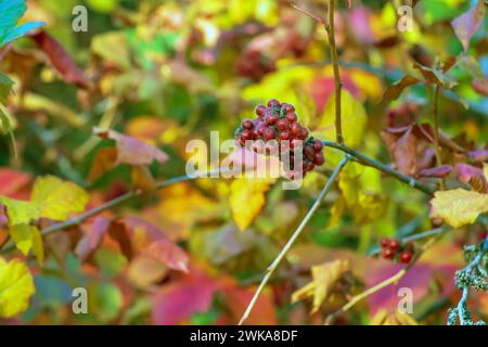 The fruit of the Fragrant Sumac, alson known as the Rhus trilobata. The fruit is edible and tastes kind of tarty like a Lime. This fruit can be made i Stock Photo